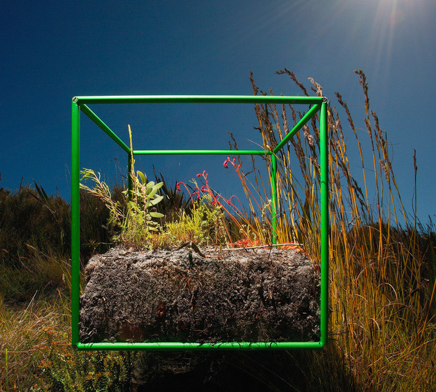 Sifting through samples within the cube, photographer David Littschwager counted 90 separate species, including 25 types of plants just on the soil surface, along with some 200 seeds representing at least five of those species. Sifting through samples within the cube, photographer David Littschwager counted 90 separate species, including 25 types of plants just on the soil surface, along with some 200 seeds representing at least five of those species.